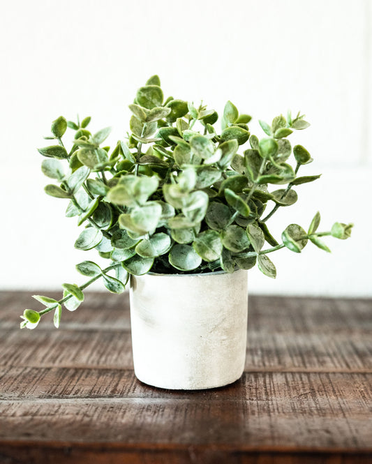 Faux Boxwood Sage in Cement Pot