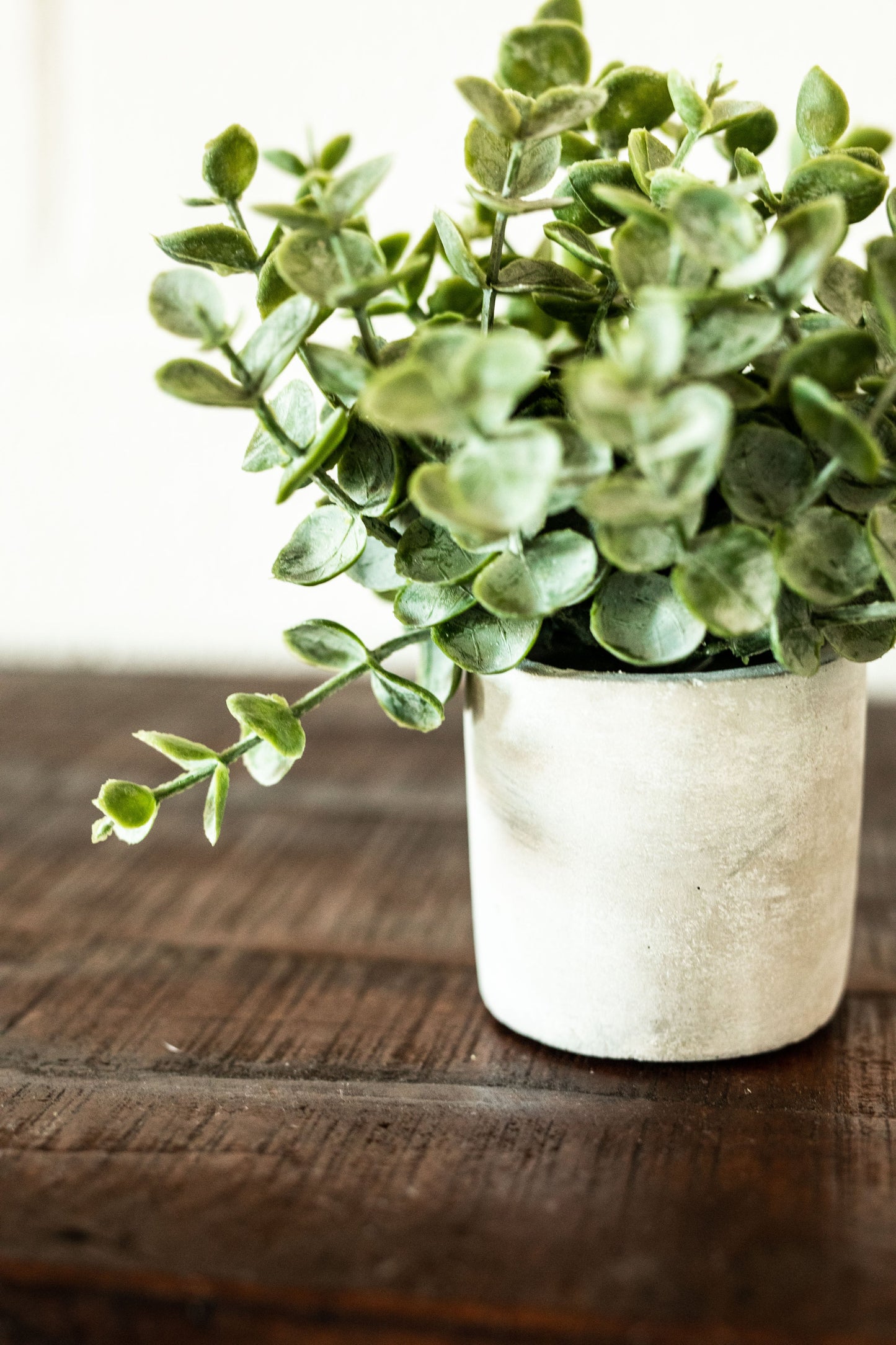 Faux Boxwood Sage in Cement Pot