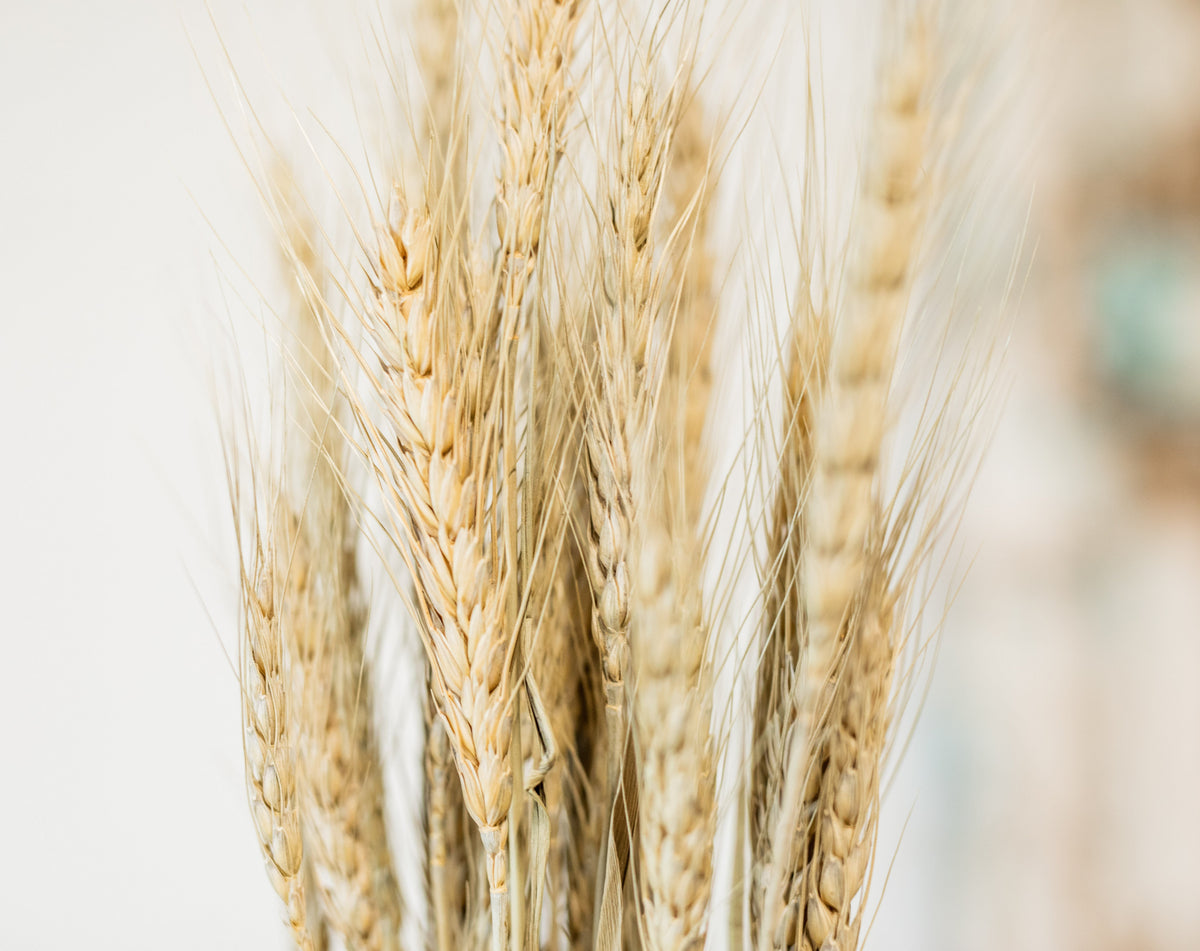 Natural Wheat Stem Bundle