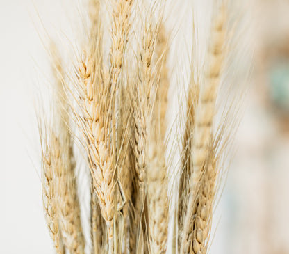 Natural Wheat Stem Bundle
