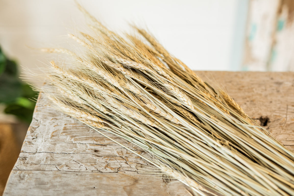 Natural Wheat Stem Bundle