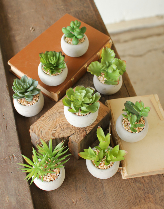 Small Succulents w/ Round Cement Pot