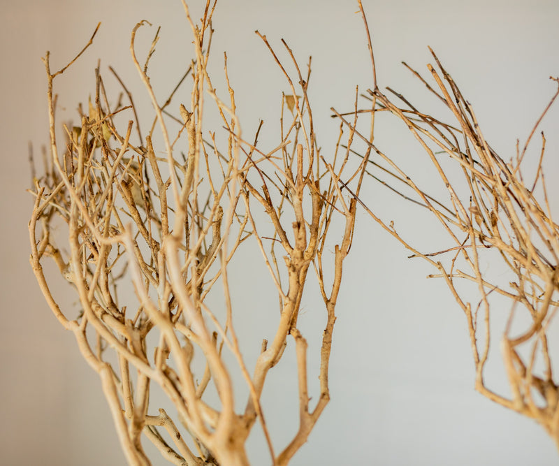 Natural Tea Tree Branch