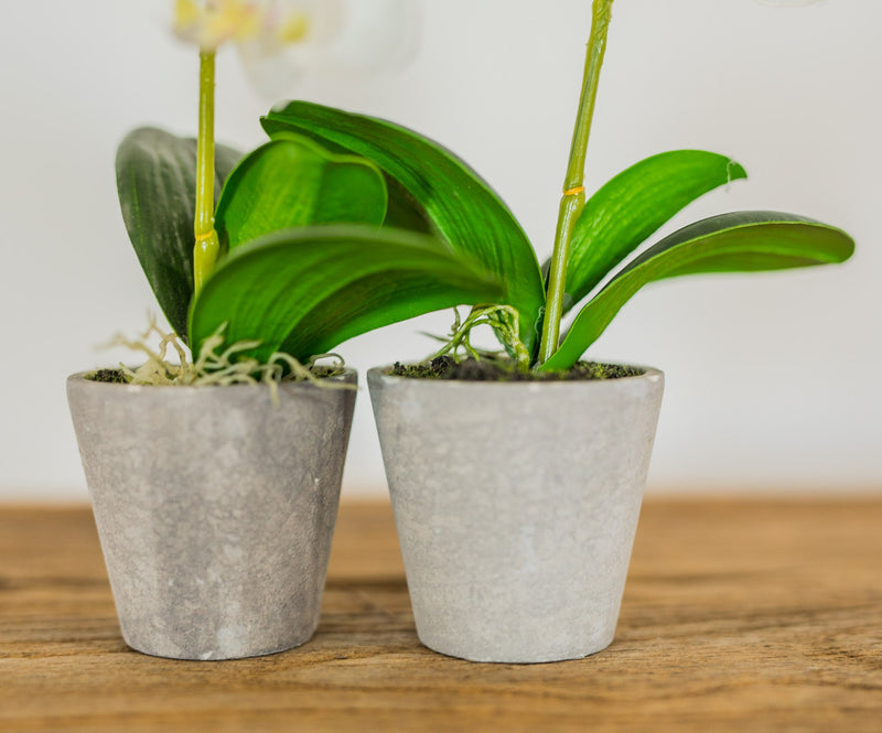 Mini Potted Phalaenopsis