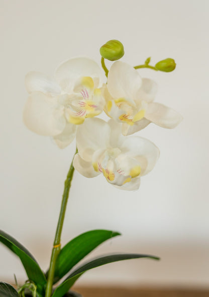 Mini Potted Phalaenopsis