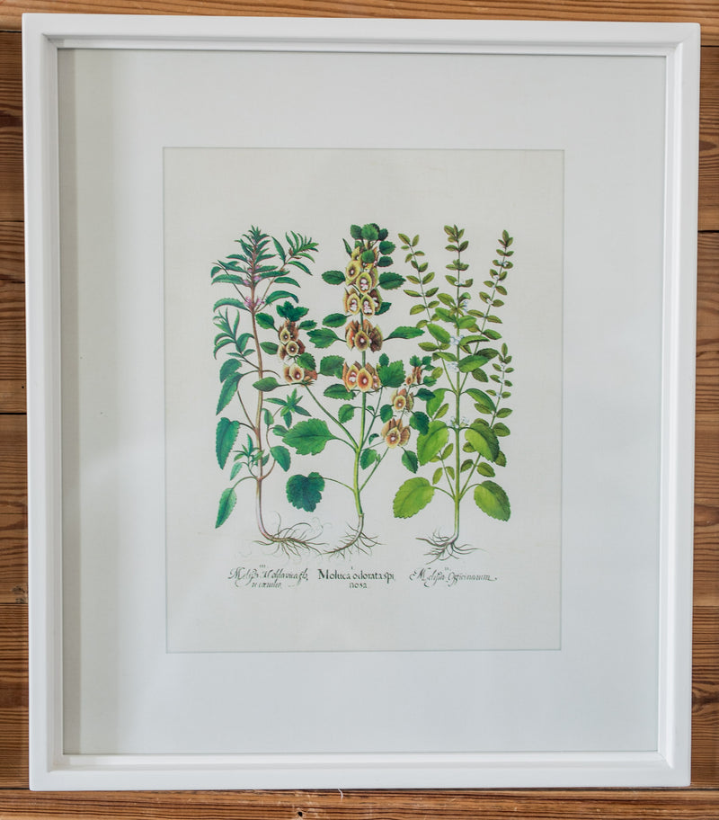 Classic Wildflower Study Print