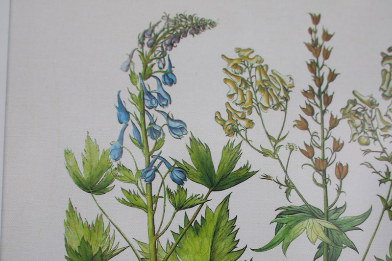 Classic Wildflower Study Print
