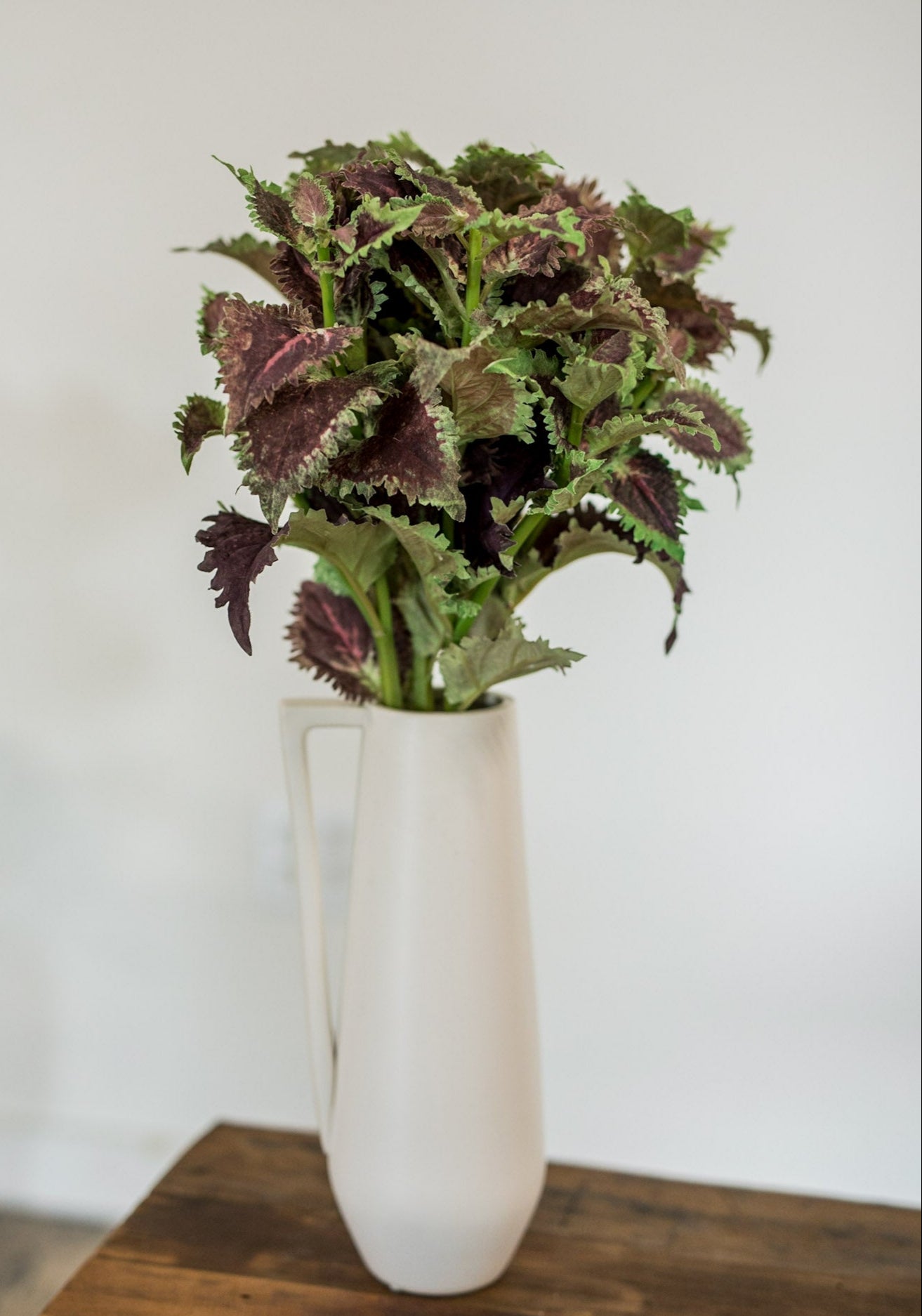 Coleus Stem
