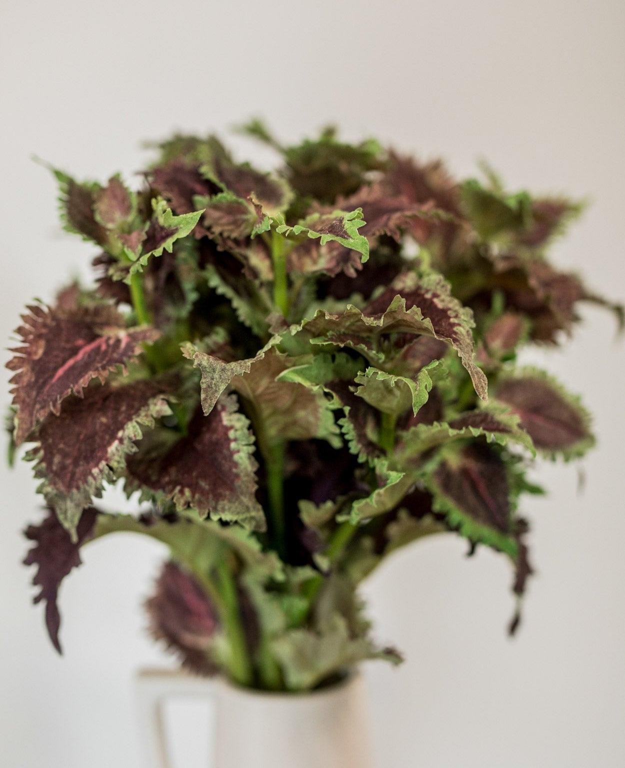 Coleus Stem