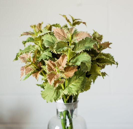 Coleus Stem