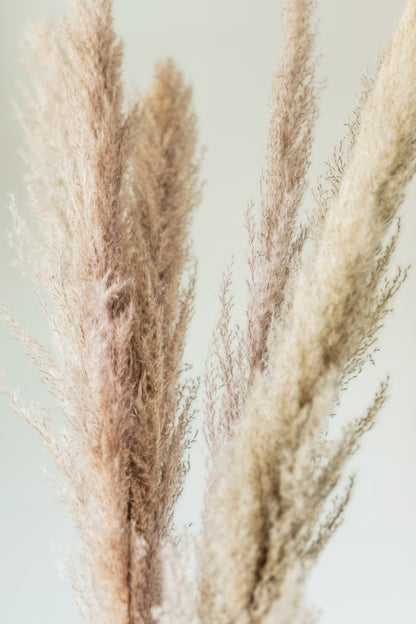 Dried Natural Pampas Grass Bunch