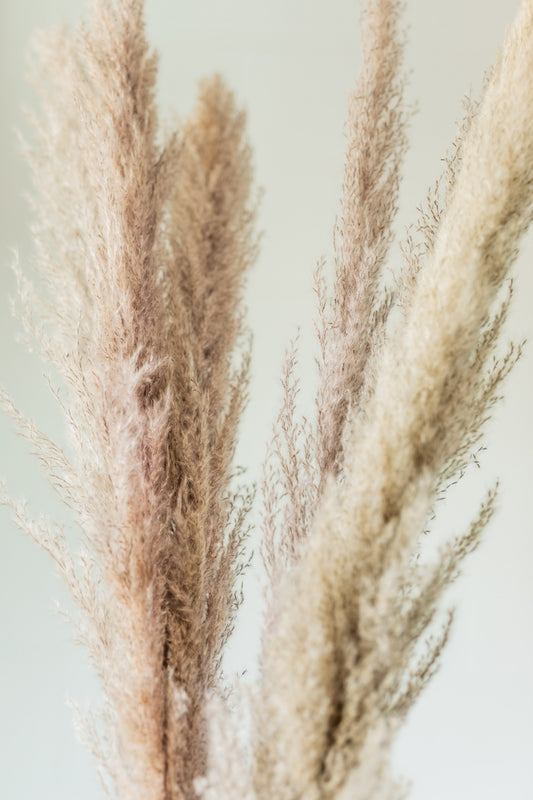 Dried Natural Pampas Grass Bunch
