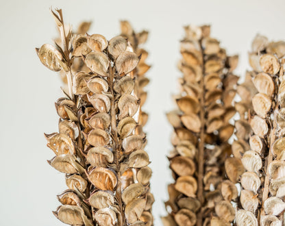 Cotton Petal Stem Bundle