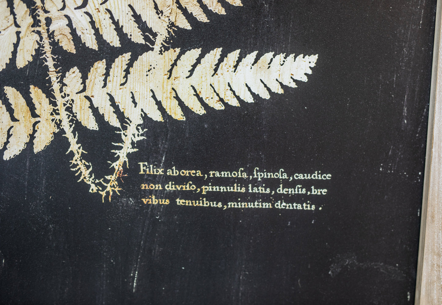 Wood Framed Vintage-Inspired Fern Print