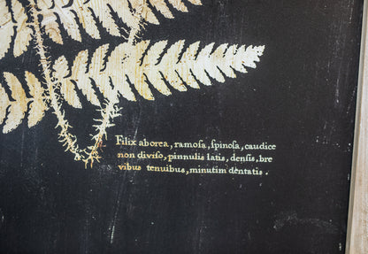 Wood Framed Vintage-Inspired Fern Print