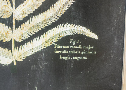Wood Framed Vintage-Inspired Fern Print